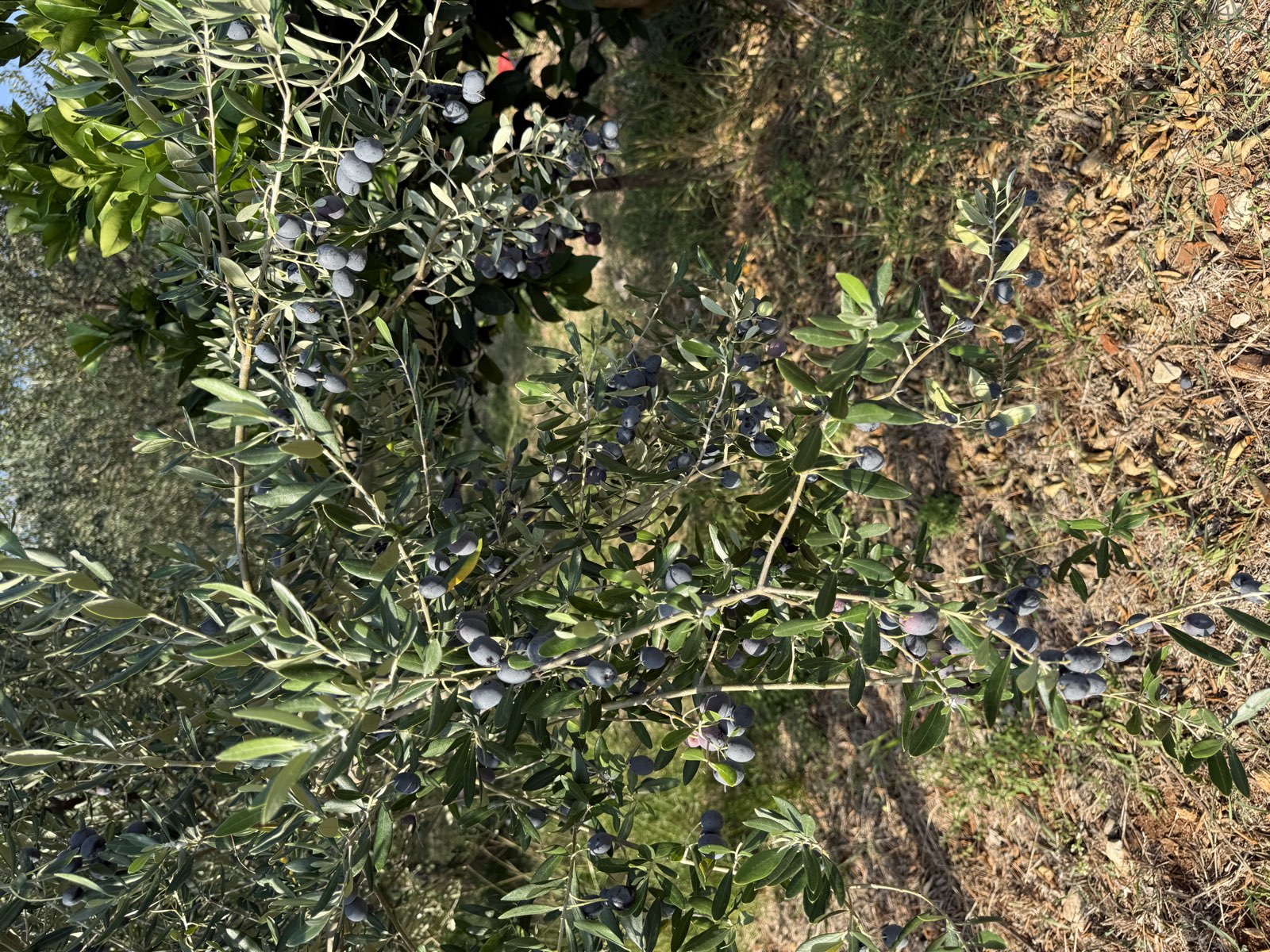 Olive tree full of olives in our garden