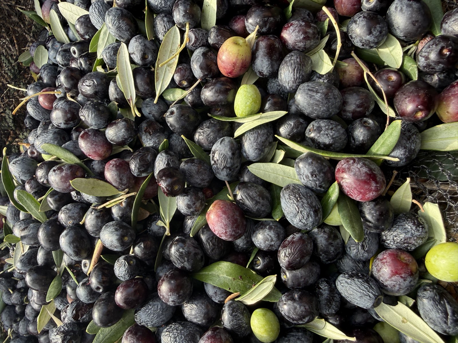 Olive nere mature dopo la raccolta