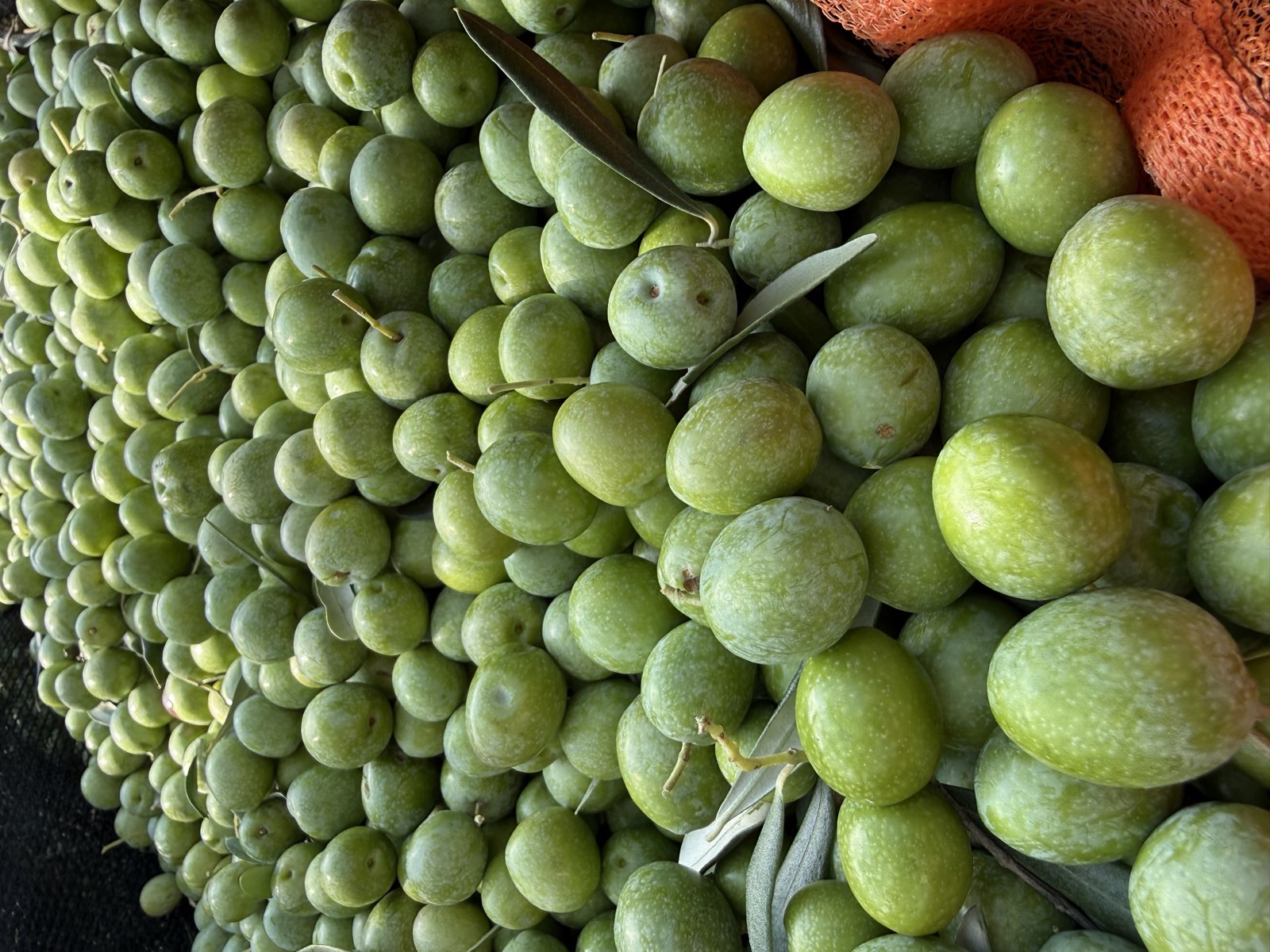 Cassetta di olive verdi appena raccolte nel nostro giardino